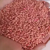 گندم رقم باران