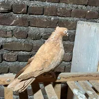 زرد صرب نر و ماده عتیقه