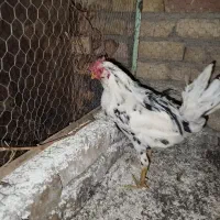 خروس گلین