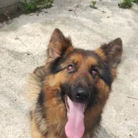 ژرمن|سگ|لاهیجان, بازکیاگوراب|دیوار