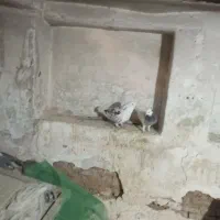 کبوتر شهری وبهبهانی|پرنده|شیراز, شاهچراغ|دیوار