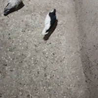 کفتر ماده راست سیاه.کله سیاه. ساده امری