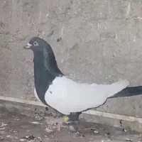 جفت سینه سیاه