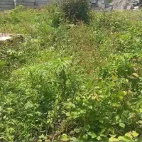 فروش-فوری-زمین-خیابان-منظریه-لاهیجان