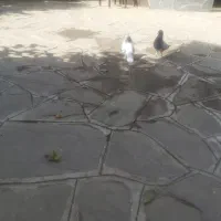 کفتر المانی فروشی پلاک دار و ساده پشت خاکستری|پرنده|طرقبه, |دیوار