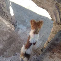 سگ پاکوتاه ماده