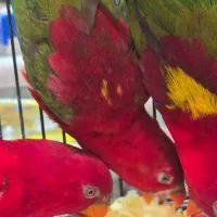 بورس طوطی لوری لوریکیت ایران|پرنده|تهران, دردشت|دیوار