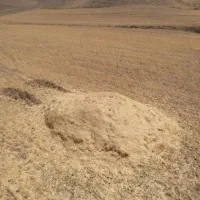 کاه گندم اسینم باخاور|لوازم جانبی حیوانات|دهگلان, |دیوار