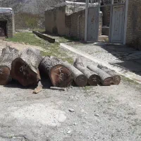 تنه گردو