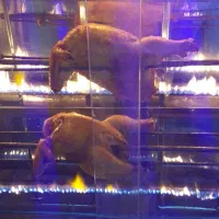 فست فود و ساندویچی