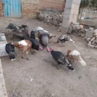 فروش بوقلمون ماده ونر|حیوانات مزرعه|انبارآلوم, |دیوار