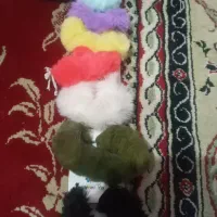 کش  تکی دانه ۳۰ تومان  کش  دوتایی جفت ۴۰ تومات