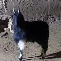 بزغاله دبری شیرازی سالم و عالی درجه یک