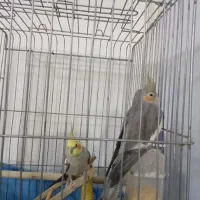 جفت عروس هلندی باتخم