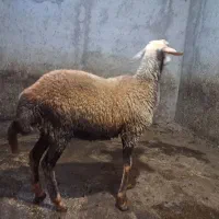 گوسفند افشار ۸ ماهه .کیلویی ۷۵۰