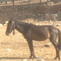 مادیون