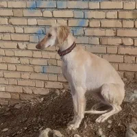 تازی ماده / تانجی|سگ|دیواندره, |دیوار