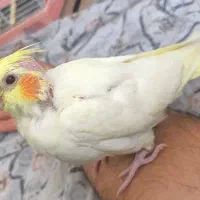 عروس هلندی . فقط چت . پیدا شده