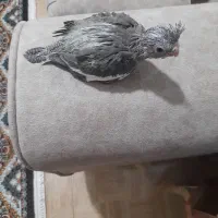 جوجه عروس ۲۰روزه طوسی