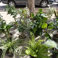 گل طبیعی|گل و گیاه طبیعی|قیدار, |دیوار