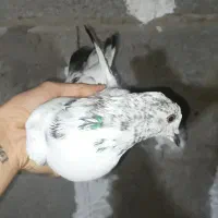 کبوتر کفتر جوجه|پرنده|صومعه‌سرا, |دیوار
