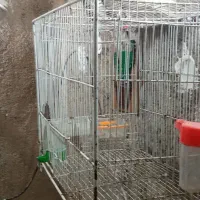 قفس پرنده|لوازم جانبی حیوانات|نیشابور, کلاغان|دیوار