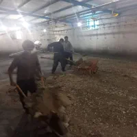 کود مرغی گوشتی خشک سالنی|خدمات باغبانی و درختکاری|کرمانشاه, |دیوار