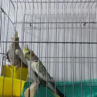 تعویض عروس هلندی با طوطی برزیلی|پرنده|اسلام‌شهر, شهرک سالور|دیوار