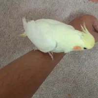 عروس هلندی|پرنده|قم, قم نو|دیوار