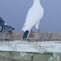 کبوتر|پرنده|شوشتر, |دیوار