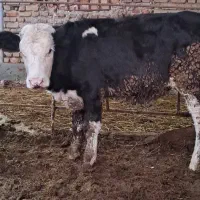 گوساله ماده مونت بیلیارد