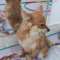 پامر یکساله ماده|سگ|اسلام‌شهر, صادقیه|دیوار