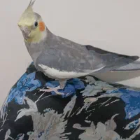 عروس هلندی|پرنده|بومهن, |دیوار