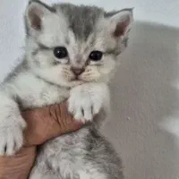 گربه بریتیش سیلور