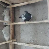 کبوتر رنگی بازی دار