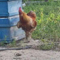 خروس لاری و برهما
