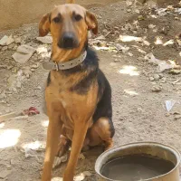 واگذاری سگ نگهبان
