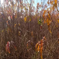 جشنواره فروش نهـال|خدمات باغبانی و درختکاری|سردشت, |دیوار