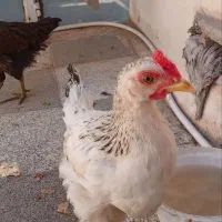 خروس