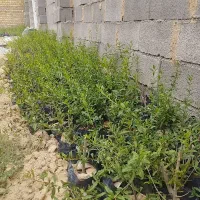 نهال انار سیاب درجه یک