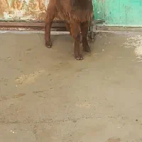 بزغاله واسه قربانی