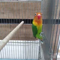 طوطی برزیلی تازه دونخور شده