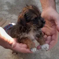 پاکوتا اشپیتزو|سگ|گنبد کاووس, |دیوار