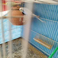 جفت مرغ عشق|پرنده|بیرجند, |دیوار