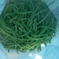 لوبیا سبز تازه