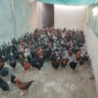مرغ و خروس|حیوانات مزرعه|خمینیشهر, |دیوار