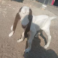 بز کهره دار|حیوانات مزرعه|برازجان, |دیوار