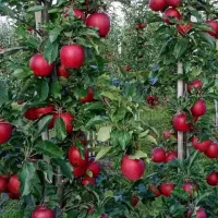 نهال سیب پایه نیمه‌کوتاه M7 با باردهی بالا