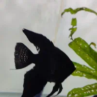انجل جفت فول بلک