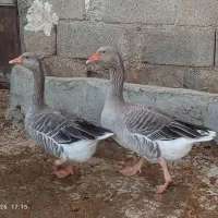 دو عدد قاز نر وماده